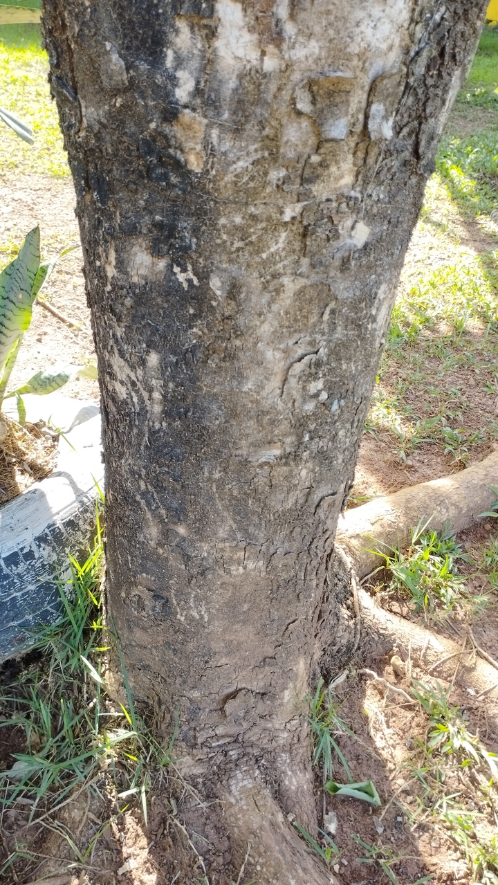 jacaranda mimoso - tronco